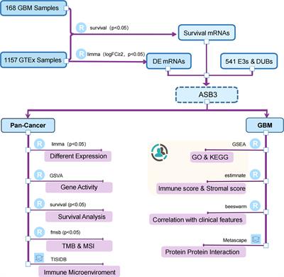 Pan-cancer analysis of ASB3 and the potential clinical implications for immune microenvironment of glioblastoma multiforme